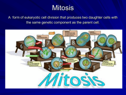 Mitosis and Cell Cycle2116