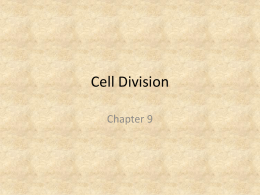 Bio09 Cell Division