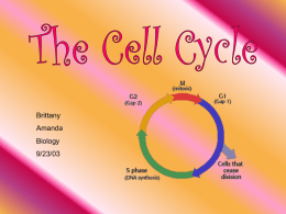 Meiosis I