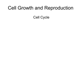 cell cycle control system