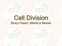 3. Cell Division Mitosis & Meiosis