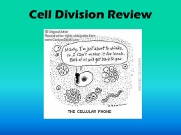 Cell Division Review