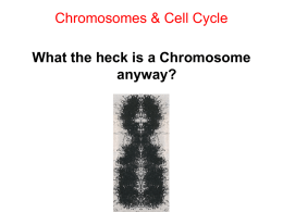 Chromosomes & Cell Cycle