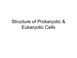 Structure of Prokaryotic & Eukaryotic Cells