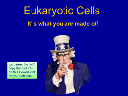 Eukaryotic organelles  - Sonoma Valley High School