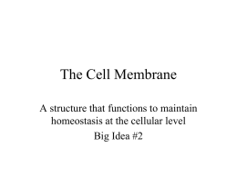 The Cell Membrane - Needham.K12.ma.us