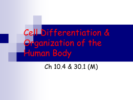 Cell Differentiation & Organization of the Human Body