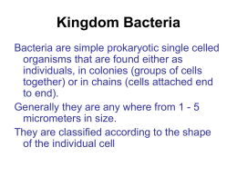Kingdom Bacteria
