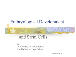 Embryological Development