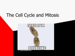 1 Mitosis-and
