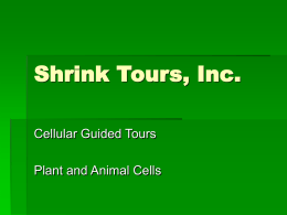 Shrink Tours, Inc.
