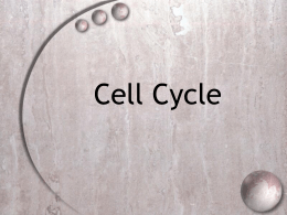 Cell Cycle Powerpoint