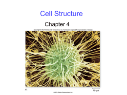 Cell Structure chapt04
