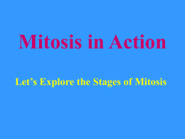 Look at Mitosis in Action!