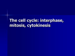 The cell cycle: interphase, mitosis, cytokinesis