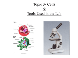 Topic 3- Cells