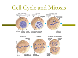Cell Cycle and Mitosis - Willimon-PHS