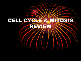 9 Mitosis Review