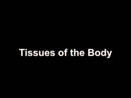Human Tissue Types
