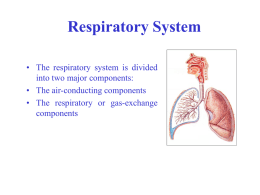 respiratory bronchiole