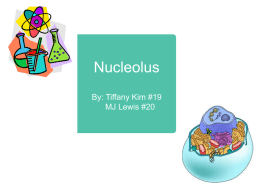 What is the nucleolus?