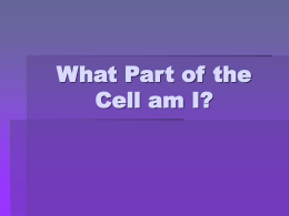 What Part of the Cell am I?