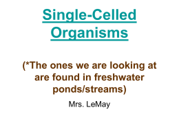 Single-Celled Organisms