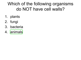 Which of the following organisms do NOT have cell walls?