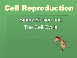 The Cell Cycle - Issaquah Connect