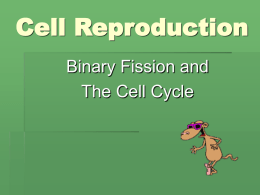 The Cell Cycle - Dr. Vernon-
