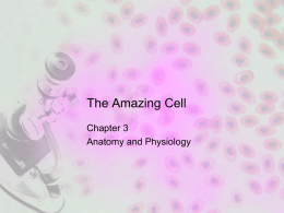 The Amazing Cell
