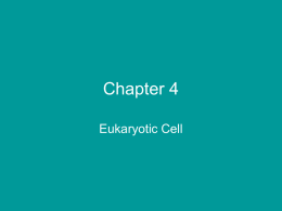 Chapter 4 Eukaryotic Cell