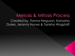 Meiosis & Mitosis Process