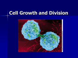Cell Growth and Division (Honors)