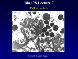 Biol 178 Lecture 7