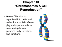 Chapter 6 “Chromosomes & Cell Reproduction”