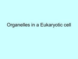 Organelles in a Eukaryotic cell