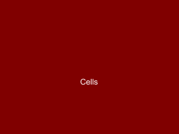 Cell BellRingers powerpoint