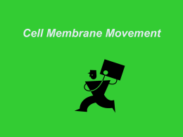 Cell Membrane Movement
