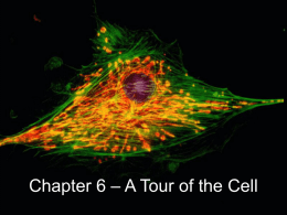 Chapter 7 – A Tour of the Cell