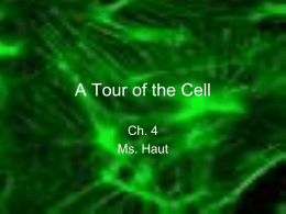 Ch. 4: A Tour of the Cell