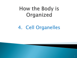 Cell Organelles - Skyline R2 School