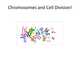 Chromosomes and Cell Division!