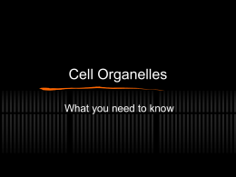 Cell Organelleshlinka