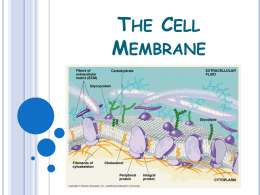 The Cell Membrane
