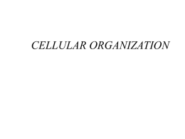 CELLULAR ORGANIZATION