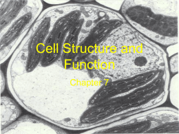 Chapter 7 - cell