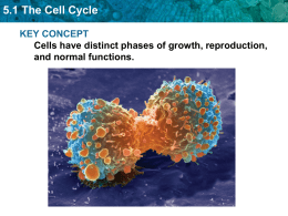 5:1 Cell Cycle