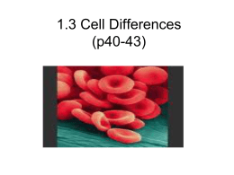 SNC2P (1.3) Cell Differences rev
