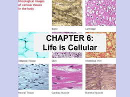 cell theory and cell organelles powerpoint 2013